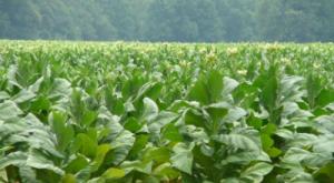 Kā audzēt tabaku - kas nepieciešams, lai iegūtu bagātīgu aromātu?