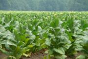How to grow tobacco - what do you need to get a rich aroma?