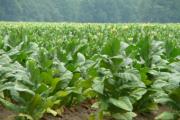 How to grow tobacco - what do you need to get a rich flavor?