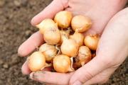 How to plant onions on a head in spring: preparation, planting, care Is it possible to plant sprouted sevok