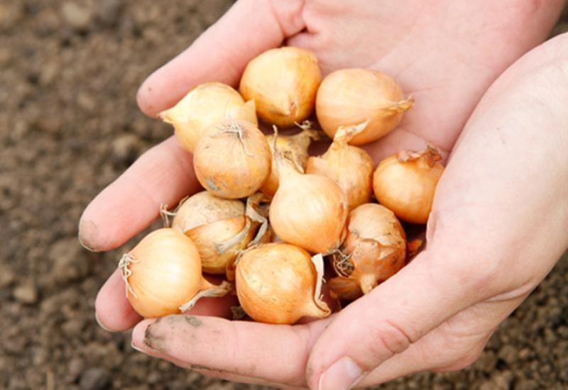 How to plant onions on a head in spring: preparation, planting, care Is it possible to plant sprouted sevok