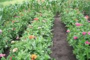 When to plant zinnia seedlings?