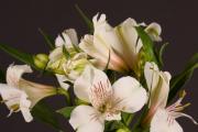 Alstroemeria - all the secrets of growing