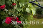 How to care for roses in spring, pruning, processing