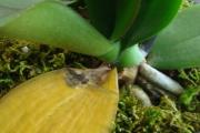 Why does an orchid's trunk turn yellow?