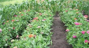 When to plant zinnia seedlings?
