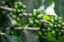 Kuidas kasutada rohelist kohviõli näole Roheline kohv nahale
