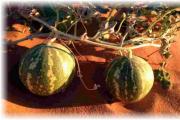 Growing watermelon with white pulp Are there pink watermelons