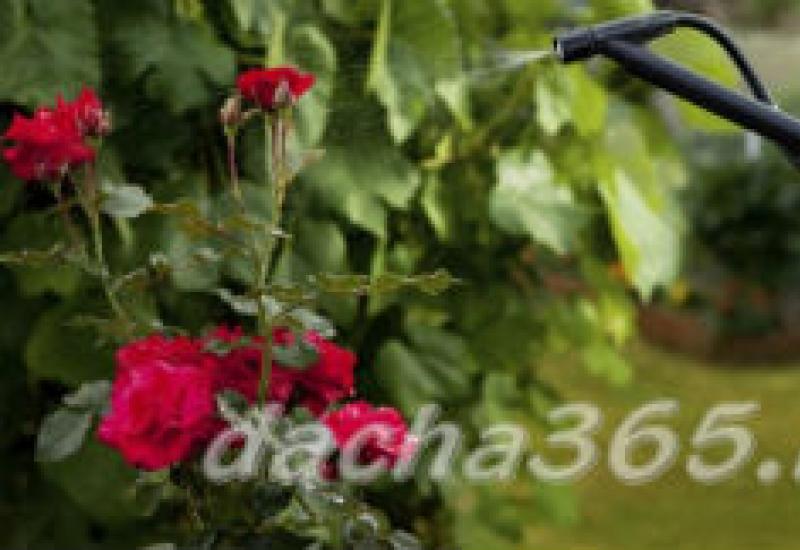 How to care for roses in spring, pruning, processing