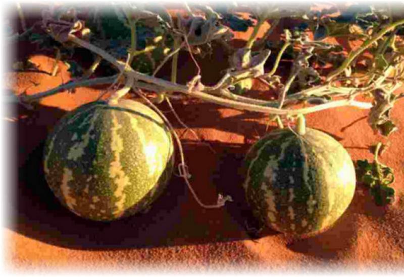 Growing watermelon with white pulp Are there pink watermelons